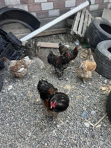 ящик пластиковый: Продаю | Инкубационные яйца | Брама | Для разведения — 2