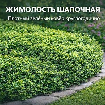 колючки: Https://t.me/blooming_garden_kg Редкие и эффектные декоративные — 3