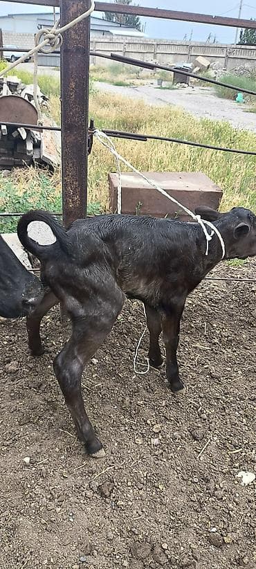 продам курей: Продаю | Корова (самка) | Для разведения, Для молока — 4
