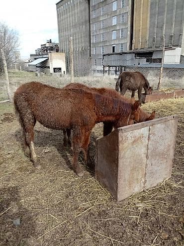 Продаю | Жеребенок | Для разведения | Племенные at lalafo.kg Продаю | Жеребенок | Для разведения | Племенные