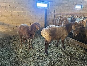 ячмень цена: Продаю | Баран (самец) | Полукровка, Арашан | На забой, Для разведения — 1