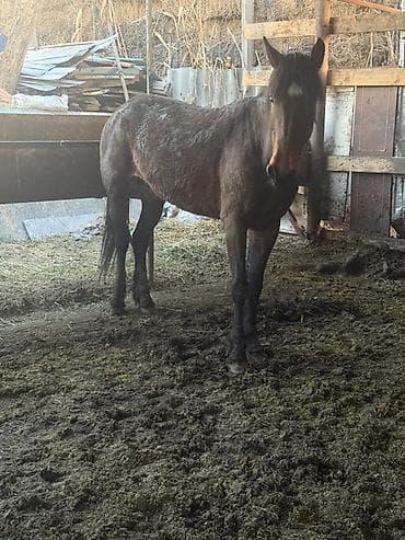 арабский скакун купить: Продаю | Кобыла (самка) | Рабочий — 1