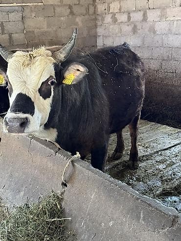 бельгийский бык цена: Продаю | Бык (самец) | На откорм, На забой | Привязанные — 4