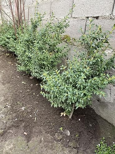узкие леса: Вечнозелёные кустарники для живой изгороди за один кустик 2500 тыс — 2