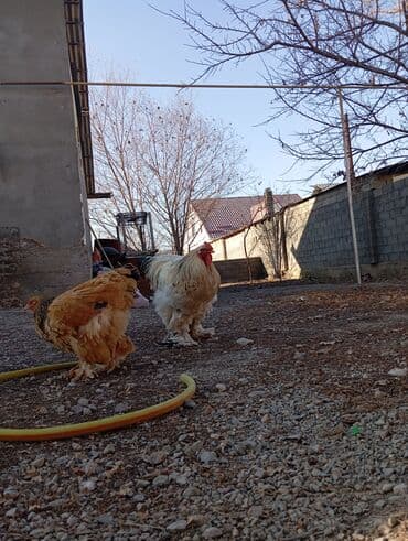 отдам в добрые руки собаку: Продаю | Куры | Брама | Для разведения — 3