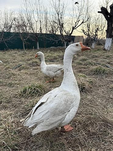 кой козу алам: Домашние гуси белого окраса - Крупные птицы с крепким телосложением — 1