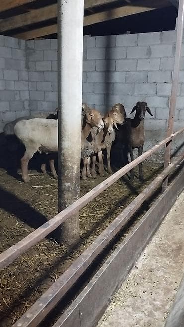 шкура барана цена: Продаю | Баран (самец) | Эдильбаевская | Осеменитель, Ярка — 3