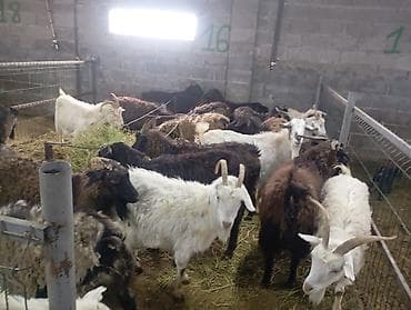 мастит: Продаю | Коза (самка) — 2