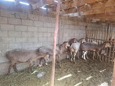 куплю тук: Продаю | Овца (самка) | Для разведения | Матка — 2