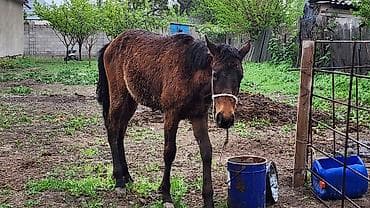 Животные: Продаю | Жеребенок | Для разведения — 2