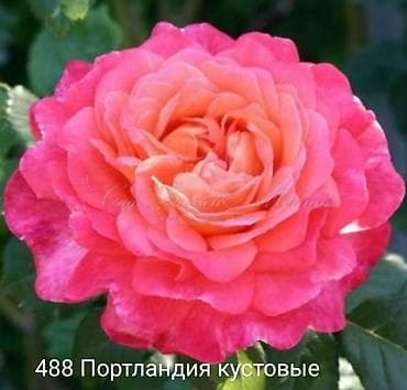 Саженцы Самовывоз