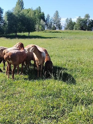 купить собаку овчарку: Продаю | Овца (самка) | Для разведения | Матка — 5