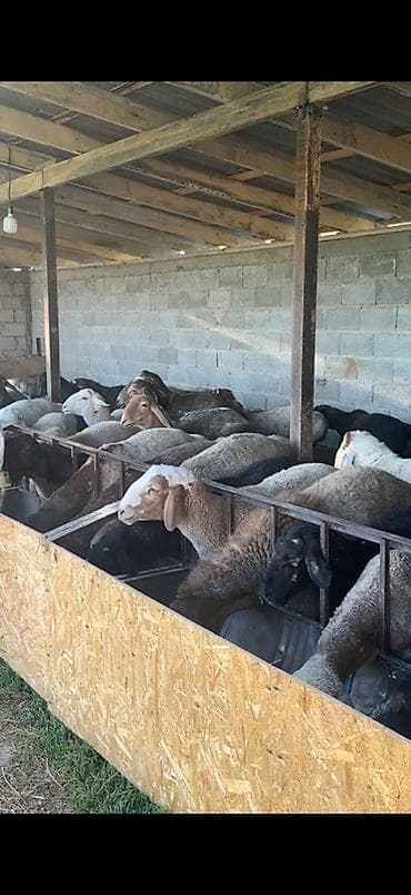 Продаю | Баран (самец) | Для разведения | Племенные at lalafo.kg Продаю | Баран (самец) | Для разведения | Племенные