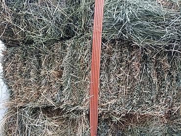 карова каракол: 2укос Клевер сено доставка есть зелёный 107шт тюки плотные — 6