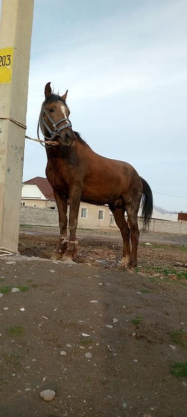 коньки каракол: Продаю лошадь 
пять лет, 
прошу 170
город токмок — 1