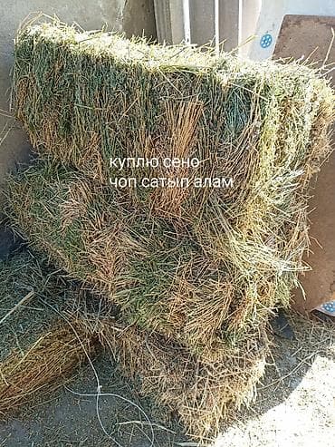 рыбы в аквариум купить: Беде сатып Алам — 1