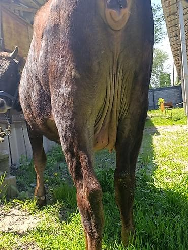 швицкая карова: Продаю | Корова (самка) | Для разведения, Для молока — 5