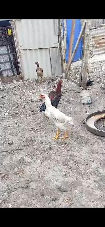 бойцовые куры: Продаю | Петух | Домашняя | Для разведения — 7