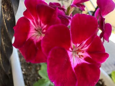 саженцы роз: Герань в горшке, цветущая ! Красивый розовый оттенок, листья красивые! — 5