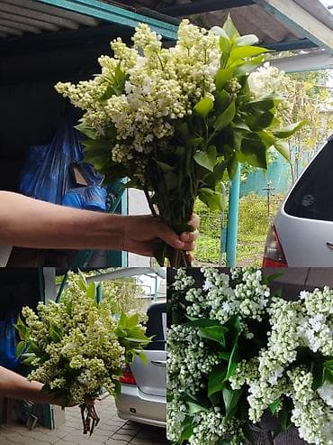 веток: Букеты из свежесрезанной сирени - Пышные букеты из садовой сирени — 2