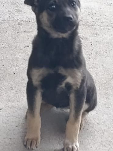 Аквариумдар: Щенок, короткошёрстный, окраса черный с подпалом (рыжевато-песочные — 8