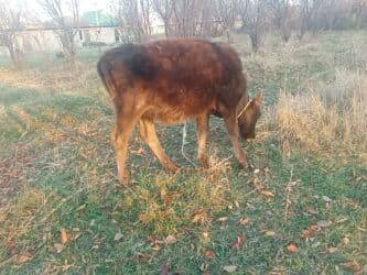 сколько стоит собака породы доберман: Продаю | Тёлка, Музоо, торпок | Швицкая | Для разведения, На откорм, Для молока | После отела — 3
