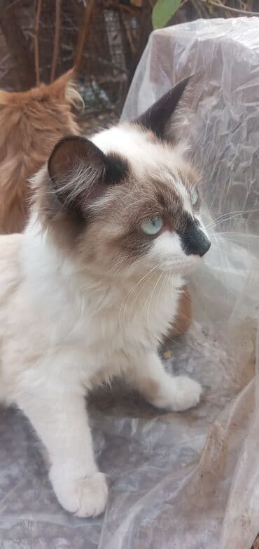 мейн кун бишкек купить: 6 месяцев, Мальчик, Метис — 7