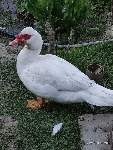 инкубатор для цыплят цена бишкек: Продаю яйца индоуток для инкубации Инкубационное яйцо индоуток крупных — 3