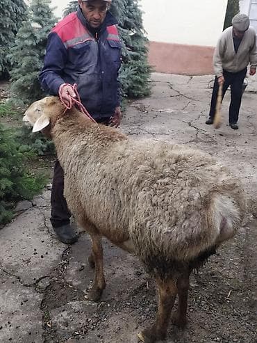 жаны асый: Сатам | Ургаачы кой (ургаачы) | Көбөйтүү үчүн — 3