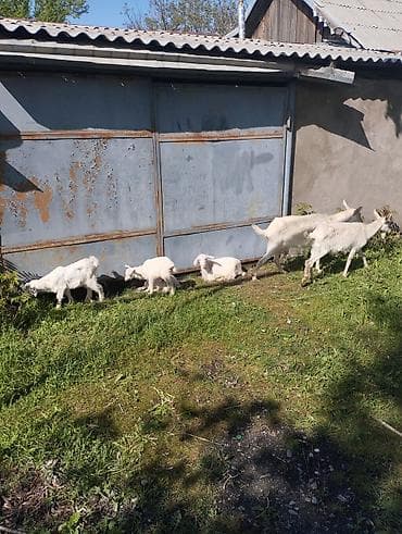 парода эчки: Продаю | Коза (самка) | Зааненская | Для разведения | Племенные — 4