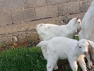 сыр козий: Продаю | Коза (самка) | Для разведения | Племенные — 3