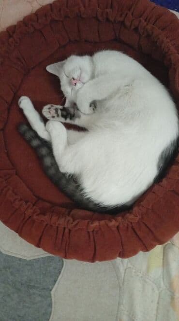 Кемирүүчүлөр: Мышык бекер берилет: Породасыз, 5 айлык, Эркек, Лотокко барууга үйрөтүлгөн, Курттардан тазаланган — 5