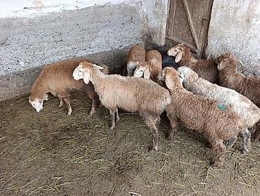 хомяк домашний купить: Продаю | Овца (самка) | Для разведения — 2