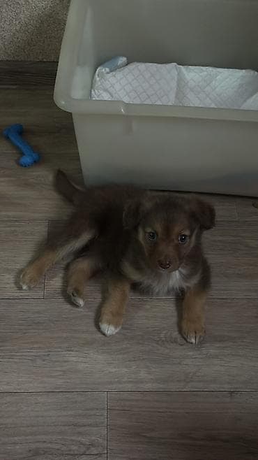 Иттер: Ит бекер берилет: 2 айлык, Ургаачы, Эмделген — 5