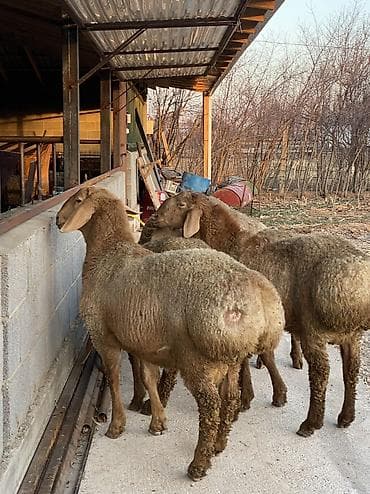 самоед купить: Продаю | Баран (самец) | Арашан | Для разведения | Осеменитель — 1