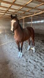 сколько стоит бульдог: Продаю | Жеребец | Для разведения, Конный спорт | Племенные, Осеменитель — 1