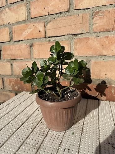 фиалки купить: Комнатные растения в горшках и срезы: 1) Спатифиллум крупный в белом — 3