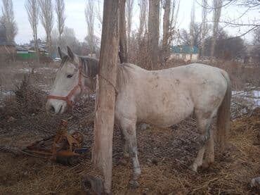 ээр атка: Продаю | Кобыла (самка) | Рабочий | Племенные — 1