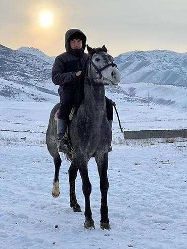 Рыба: Продаю | Конь (самец) | Конный спорт — 1