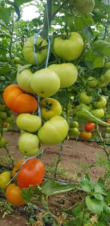 порошок из дождевых червей купить: Удобрение Самовывоз — 20