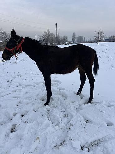 шотландская вислоухая кошка стоимость: Продаю | Кобыла (самка) | Рабочий — 4