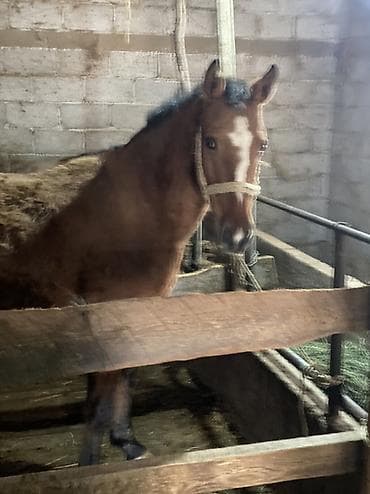 охотичий собака: Продаю | Кобыла (самка) | Полукровка | Для разведения — 3