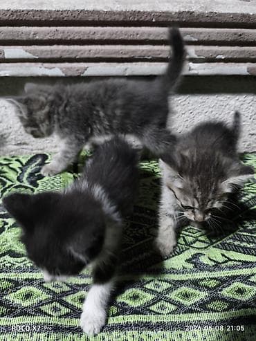 кот: Отдам котят в хорошие руки — 1