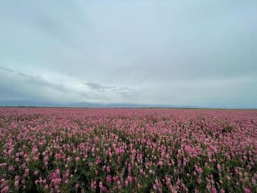 купить саженцы цветов в бишкеке: Коп жылдык эспарцет уругу. Уроончулук чарба "Победитель" Ысыккол обл — 1