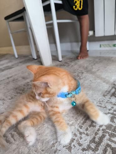 Үлпөт көйнөктөрү жана аксессуарлар: Продаю котенкамальчик,без пародистый,ошенник в подарок - — 1