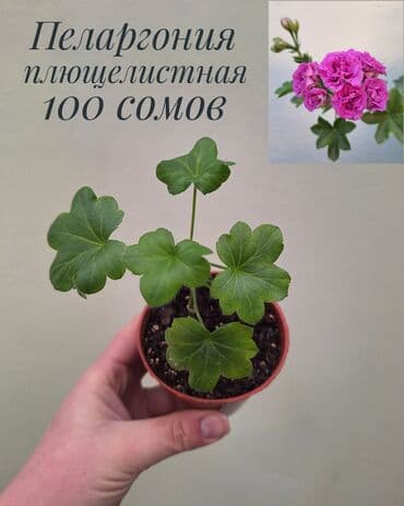 орхидеи сколько стоят: • Комнатные растения (укоренённые черенки/детки/молодые — 8