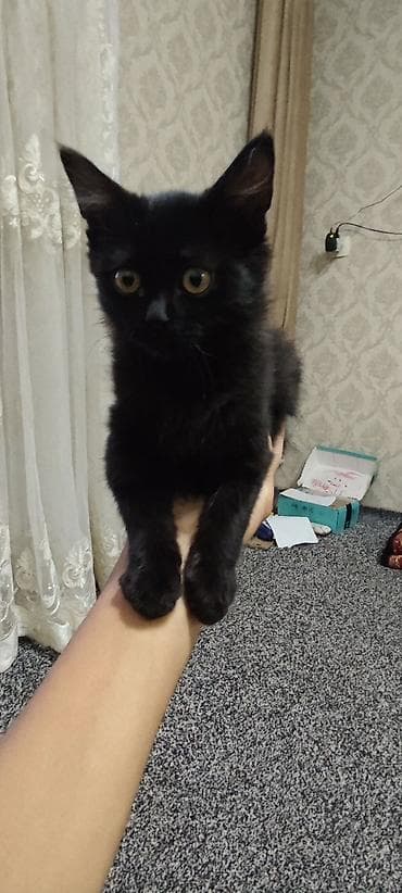 товары для кошек: 5 месяцев, Девочка, Черный — 1