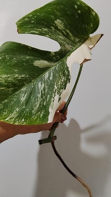 Глоксиния (Sinningia speciosa) в горшке.250с 2.Монстера Альба