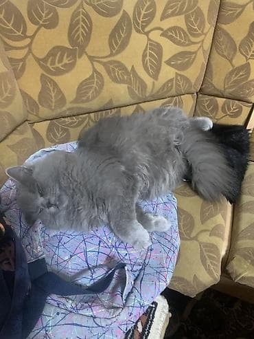 Сибирская, 2 года, Мальчик, Серый, Приучена к лотку