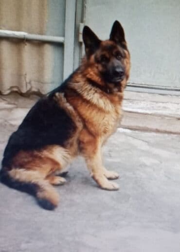 объявления о пропаже животных: Пропала собака с21 октября, район Сары-Озон, если, кто видел — 1